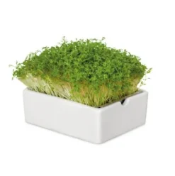 Anzuchtset Microgreens