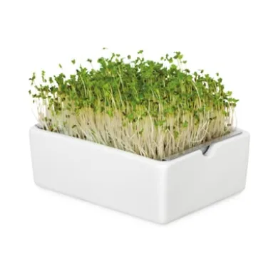 Anzuchtset Microgreens