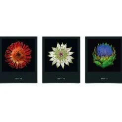 Jahreskalender Flamboyant Flowers