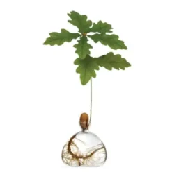 Keimglas Ilex