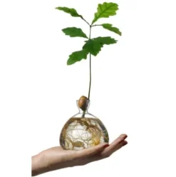 Keimglas Ilex