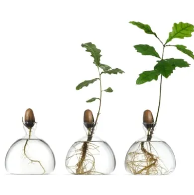 Keimglas Ilex