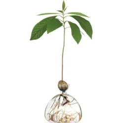 Keimglas Ilex