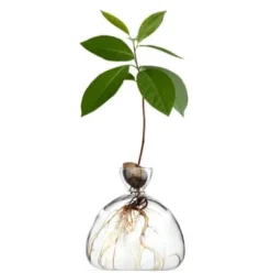 Keimglas Ilex
