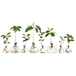 Keimglas Ilex