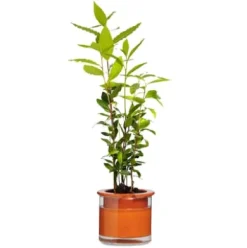 Pflanzgefäß Wet Pot Systems